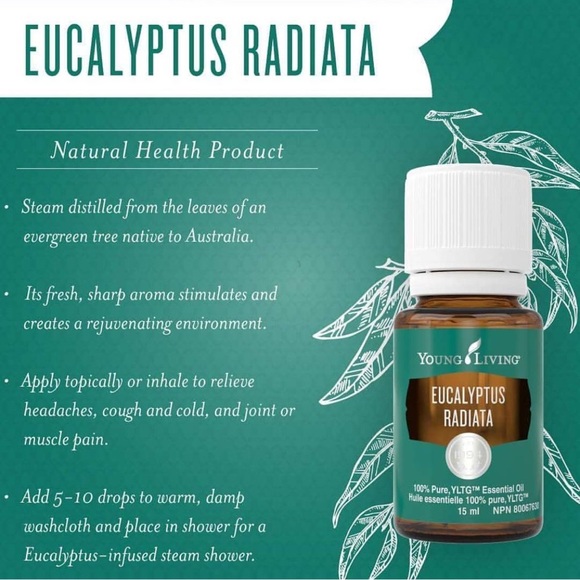 Eucalyptus Radiata 15 mL - Picture 2 of 2